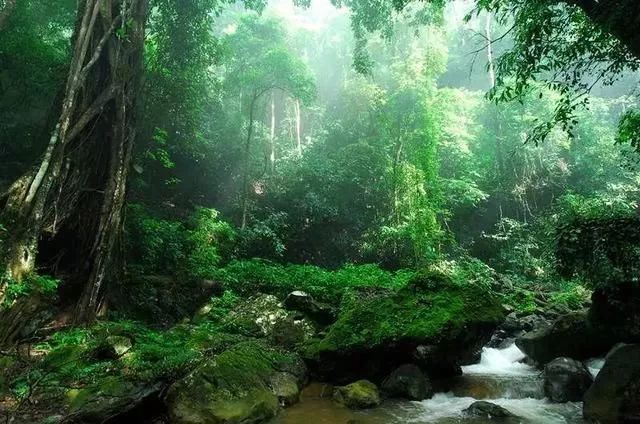 附卷:森林的效益和保护及试题集_热带雨林