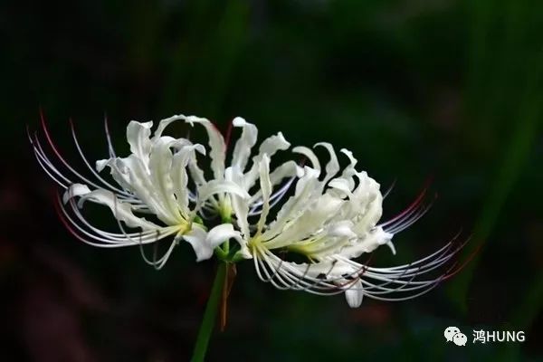 曼珠沙华 | 花叶千年,一荣一枯,咫尺永不见