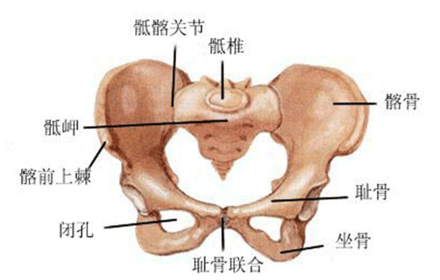 睡觉痛,翻身痛,孕晚期耻骨疼,原来是生憋,怪不得这么痛