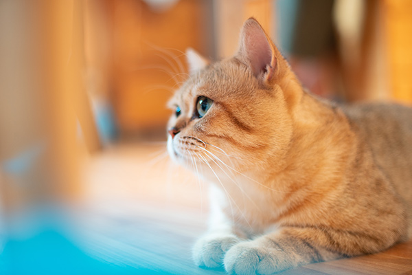 狗需要天天遛,猫咪一直呆在室内就没事吗?