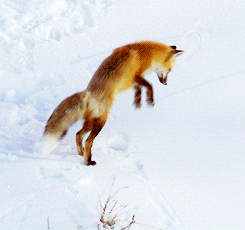 原创——立冬有食补,春来勇如虎!地缘题材仍是行业热点关切