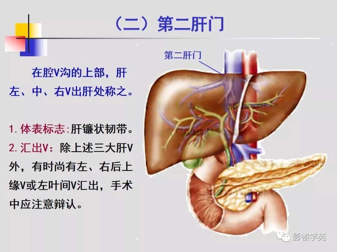 肝脏的血管解剖