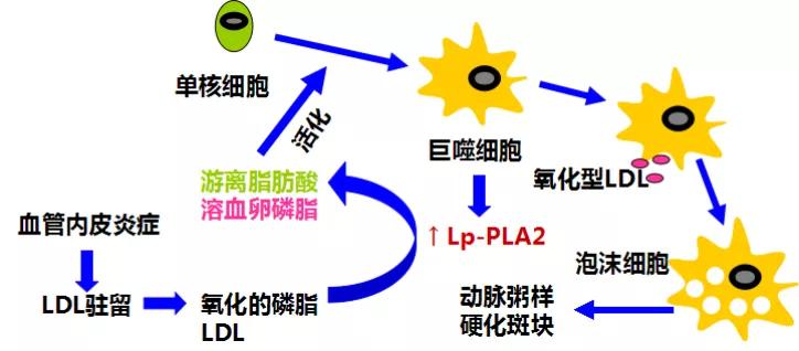 蛋白质含量测定的原理是什么意思_蛋白质凝胶是什么(3)