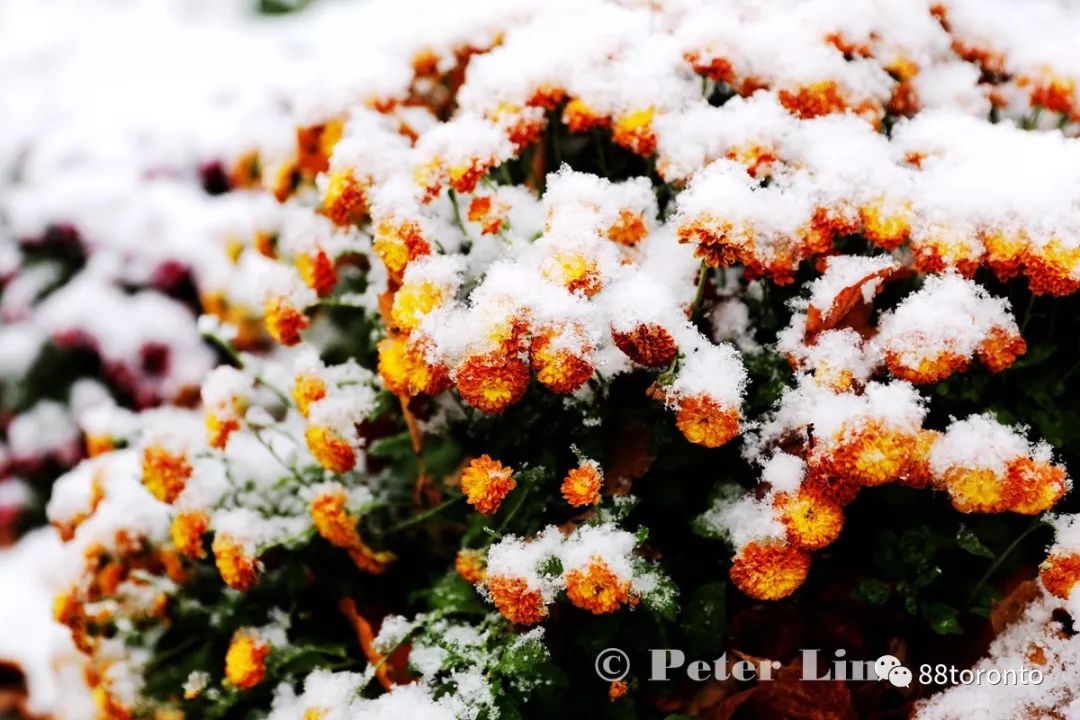 一簇簇菊花,一朵朵玫瑰傲雪凌霜,竞相绽放.