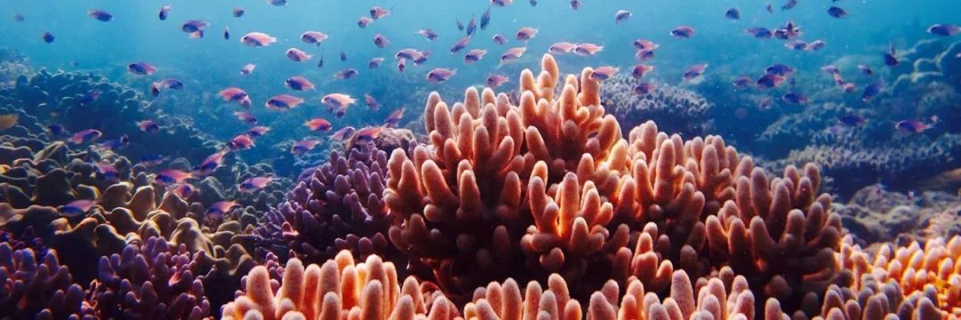 在僻静的海滩野餐 在热带鱼和巨蛤相伴下潜泳于珊瑚丛中 在名声赫赫的
