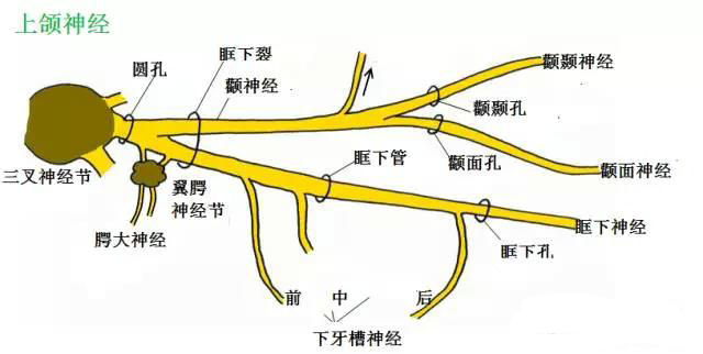 体表神经解剖:三叉神经详解_下颌