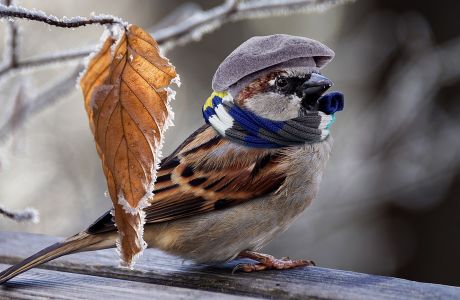 麻雀吃什么最好 4e6fc5e98ff8411f82bb4be437628582.jpeg