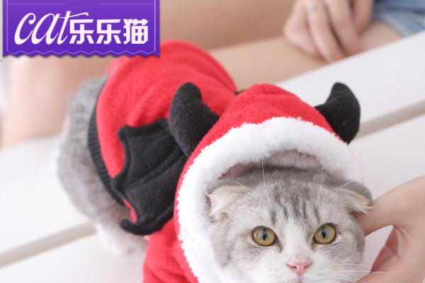 猫喜欢主人的衣服 52199be8784344a4ab46d7c08ad2dce5.jpeg