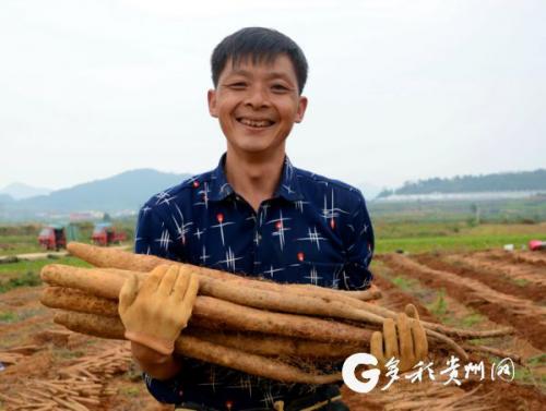 蔬食贵州｜是良药也是佳肴！安顺山药味道鲜营养高产值好