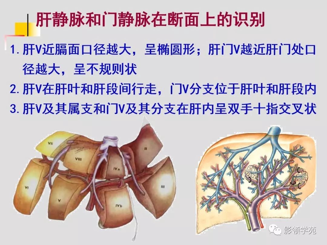 肝脏的血管解剖