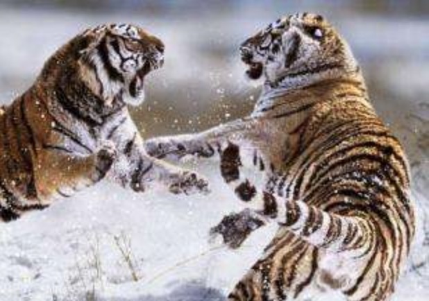 什么是动物性人格 5f137ec2c8c34aeb86a4e28f63b23863.jpeg