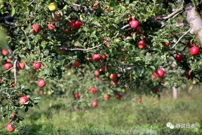 牛顿的苹果长什么样？跨越400年我尝了一口