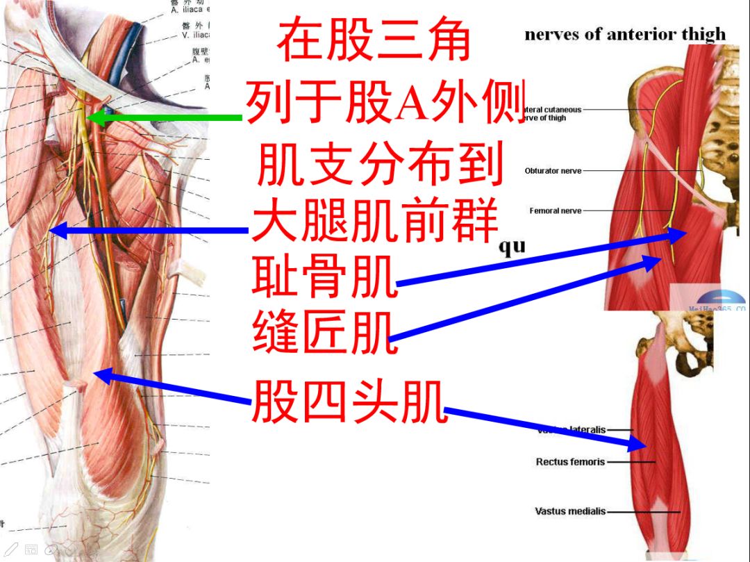 这块区域的感觉异常可能是股外侧皮神经的损伤.