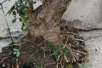 怎样才能找到老桩 7194a853c0cf42a4ae9a9c18f4433a25.jpeg