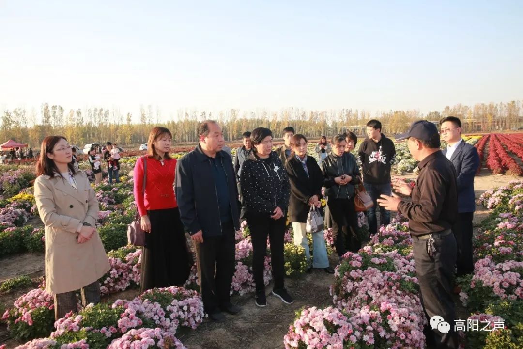 县委常委宣传部长孙亚珍到中商河北农业发展有限公司菊花田调研