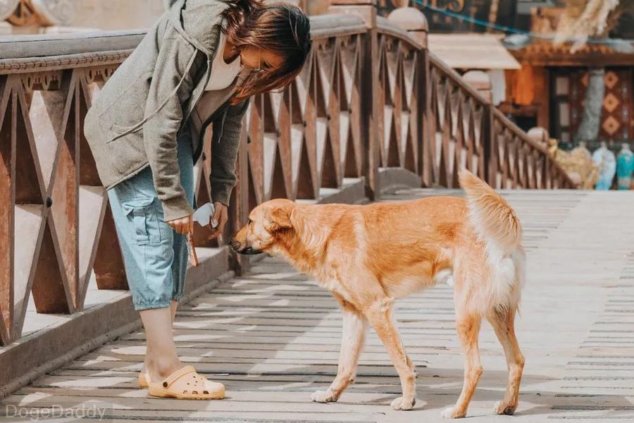 狗狗不做"低头族",如何让狗狗不要乱捡东西吃?