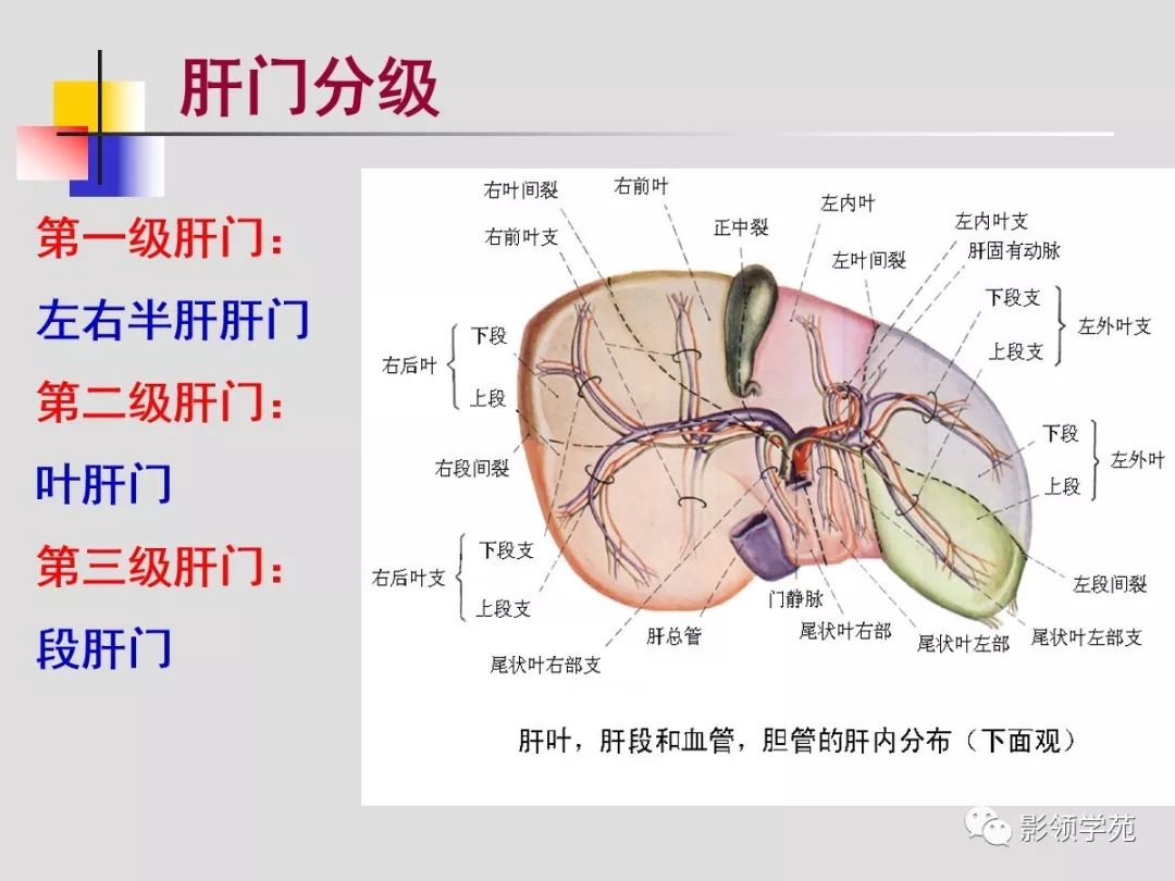 肝脏的血管解剖