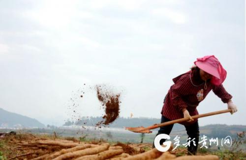 蔬食贵州｜是良药也是佳肴！安顺山药味道鲜营养高产值好