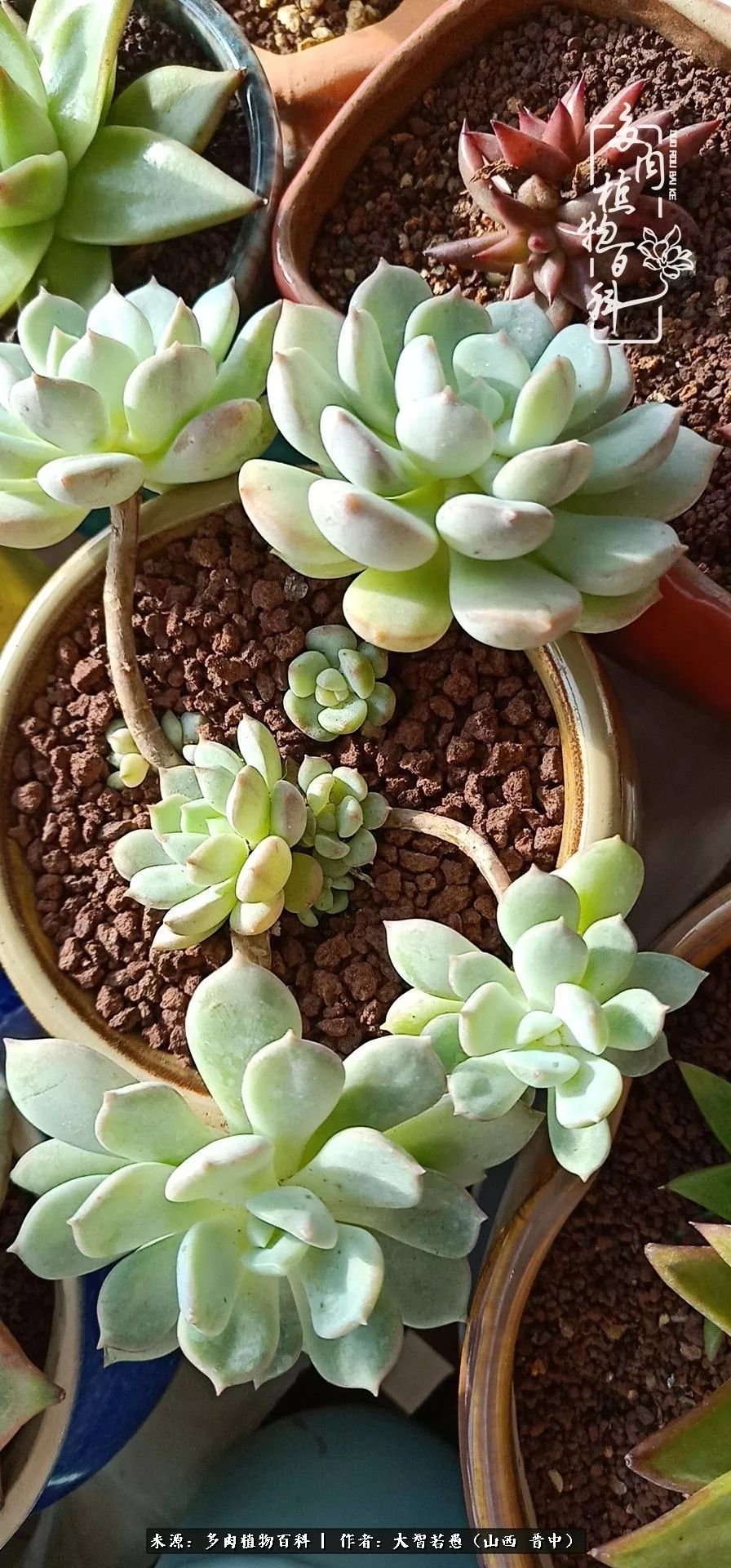 多肉,你别跑,我就喜欢你!