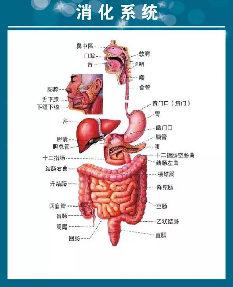 人体消化系统包括消化道和消化腺,消化道从口腔,咽,食道到胃部,由胃的