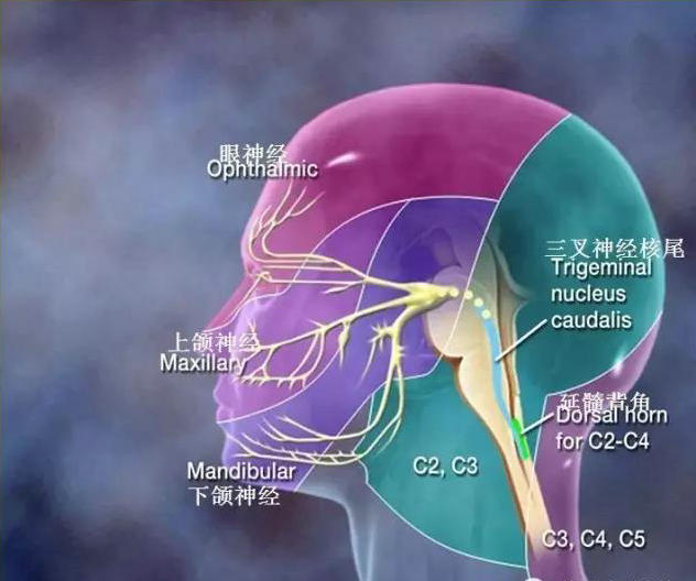 体表神经解剖:三叉神经详解