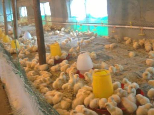 怎么养小鸡成活率高 b08bfc66b00f49d1acdab04a26330f44.jpeg