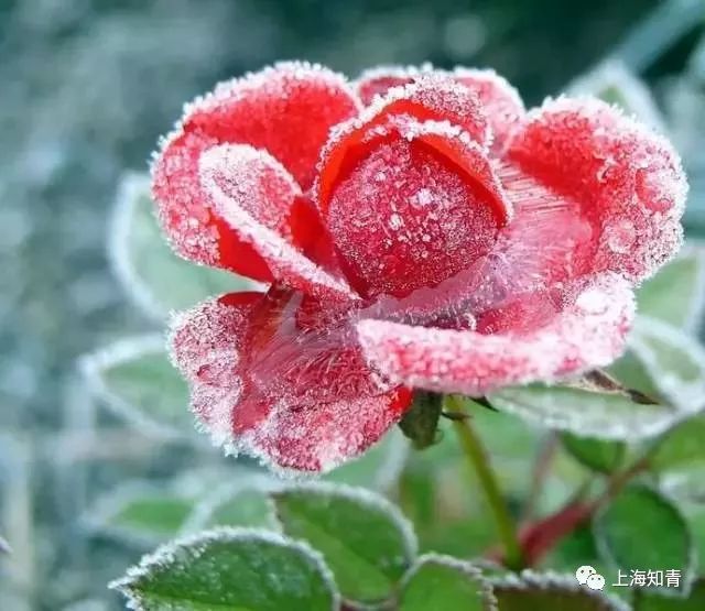 一点红的图片与功效 b163184b0dbd4243bb7b1dade45c7d9b.jpeg