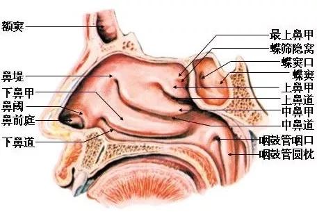 鼻腔结构图 图片来源:网络