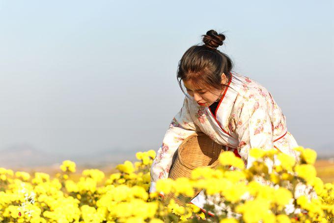 原创             秋季来山东泰安，这里有绝美的菊花，充满诗意，还吸引了众多网红