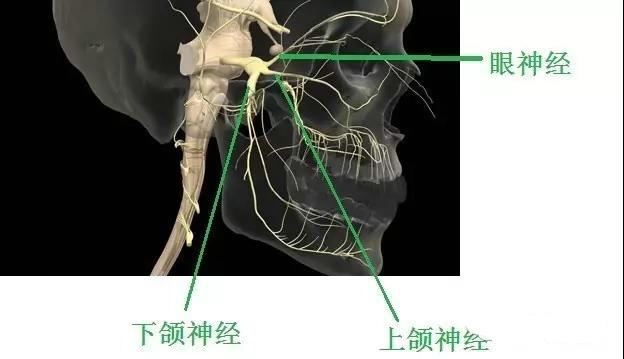 体表神经解剖:三叉神经详解_下颌