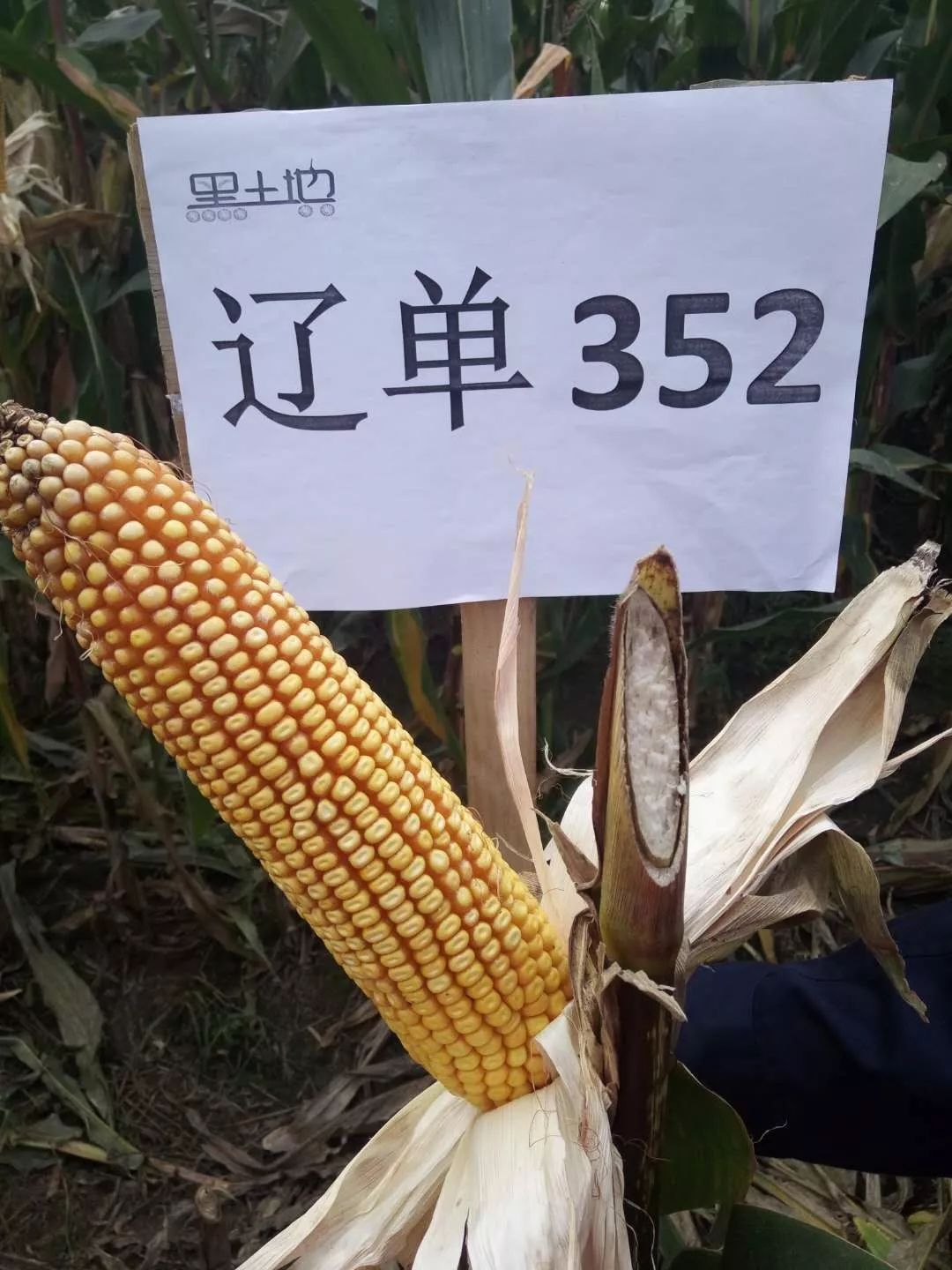 dcd67f57b98e4ee6b96ff2b340365937.jpeg