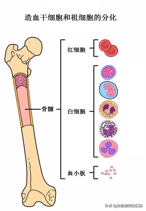 为什么血管渗透压的原理_血管痣图片(3)