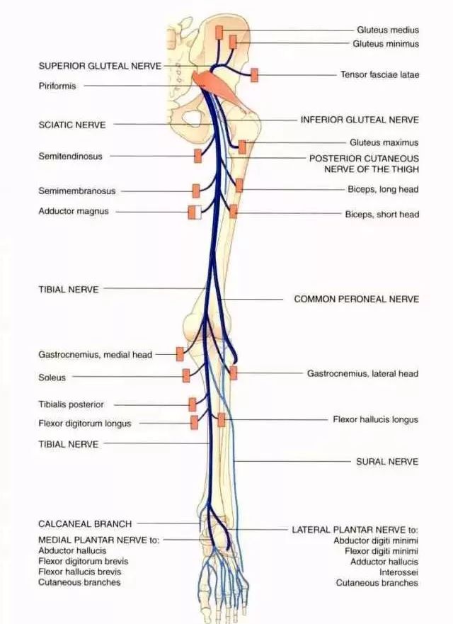 下肢神经的组成及走形汇总,轻松搞定腰腿疼!