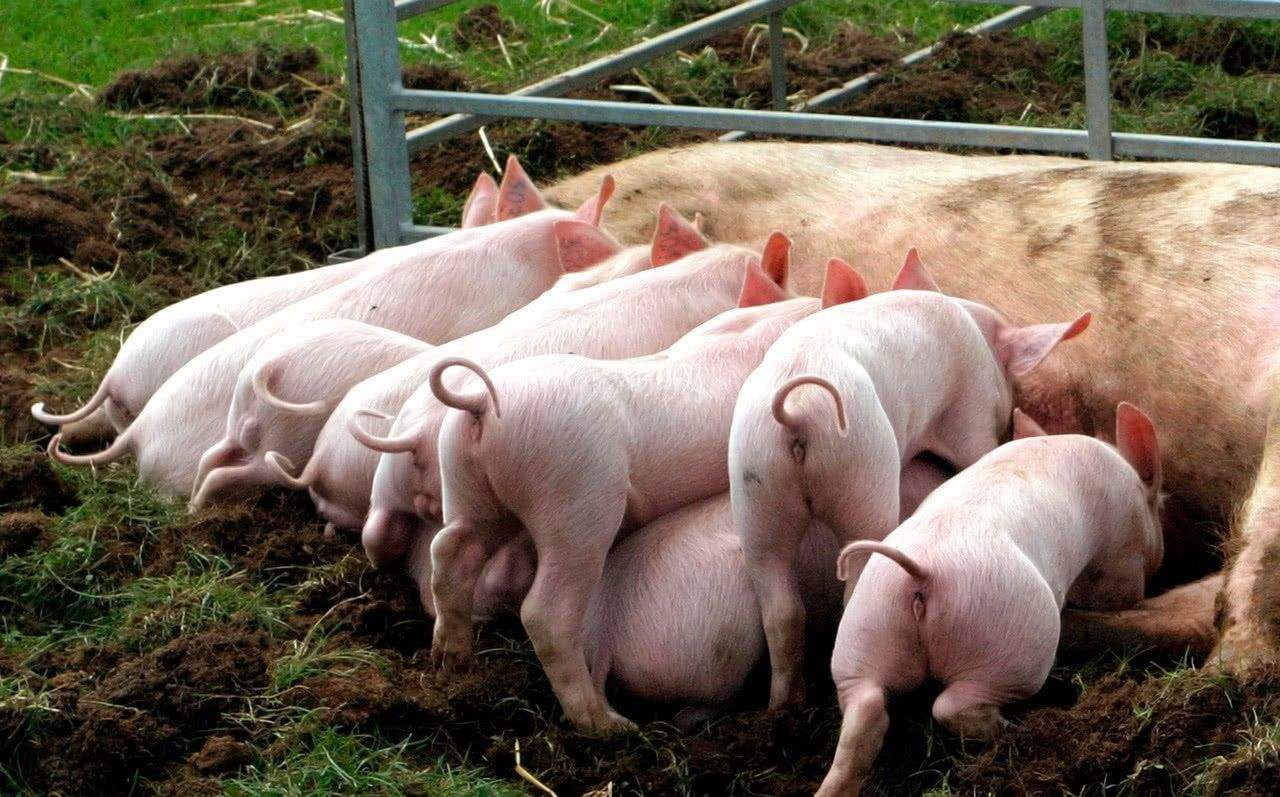 猪价上涨,养猪户们一定赚钱吗 一肚子的苦水没人诉说,谁能懂