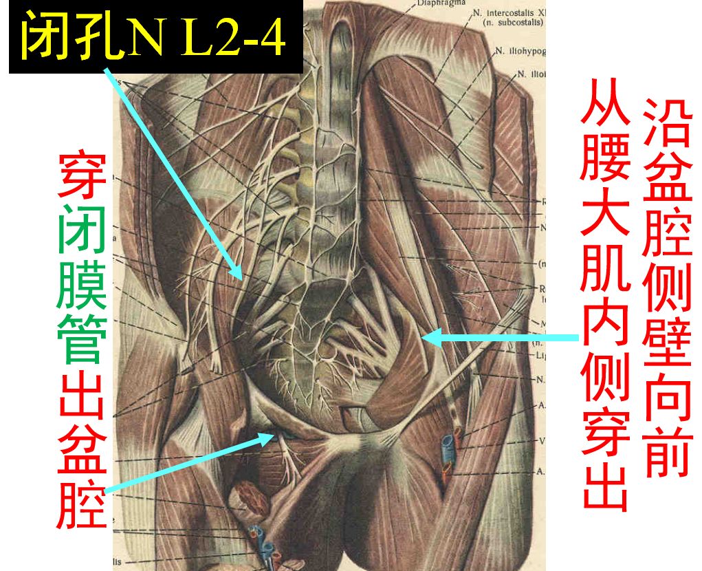 下肢神经的组成及走形汇总轻松搞定腰腿疼