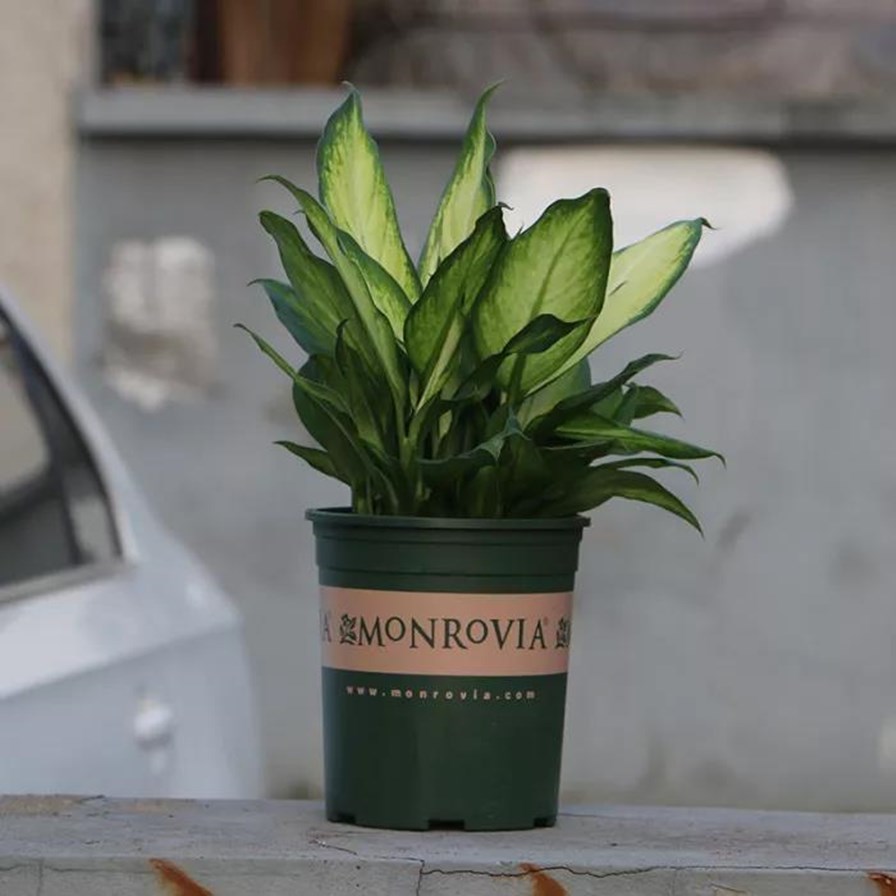 室内养什么植物对身体有益 fc7063501ef841d4acab018c7f1380f0.jpeg