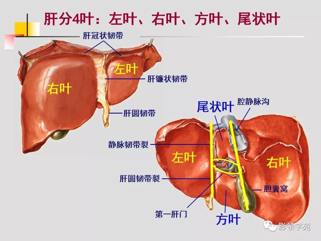 (一)肝脏的位置、形态、韧带-超声医学诊断学-医学