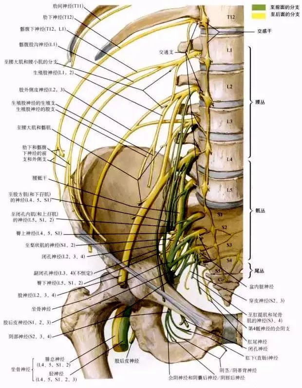 骶丛(l4-5前支部分合成的腰骶干,全部骶尾神经前支组成)