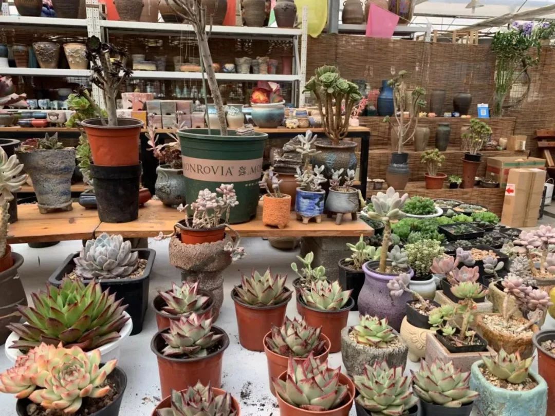 一家特色的精品多肉馆_植物