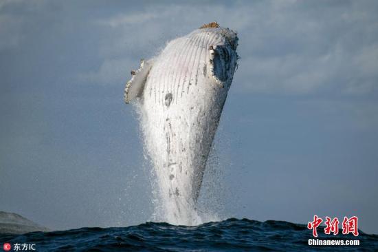 南非暂停章鱼捕捞加强保护鲸鱼等大型海洋哺乳动物