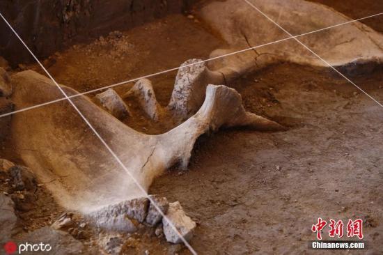 墨西哥发现14头猛犸象遗骸或为最大规模发现(图)