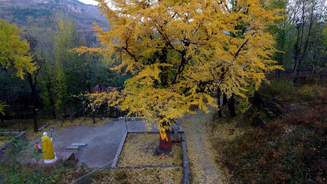 坐落在仲宫北道沟村西圆通山下的普门寺遗址,每到金秋时节,寺庙前就会