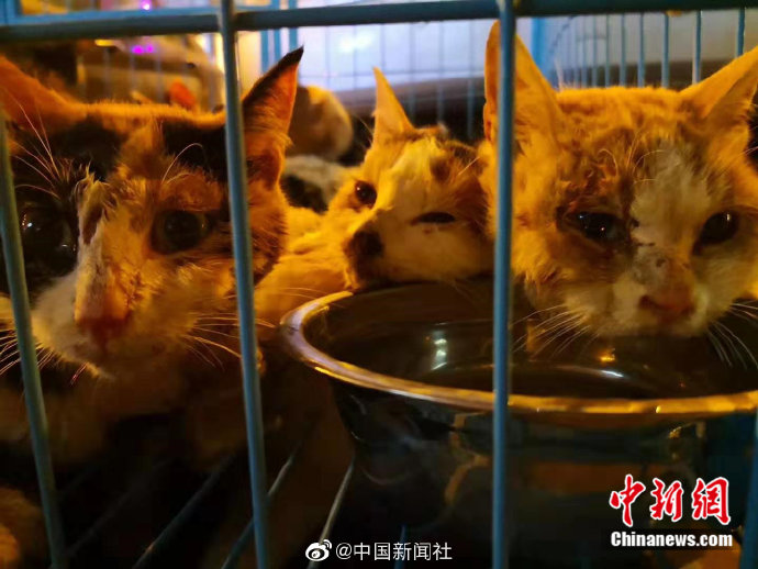 数百只将被屠宰的猫咪被截获 正被全力救治