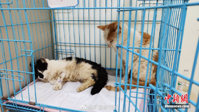数百只将被屠宰的猫咪被截获 正被全力救治