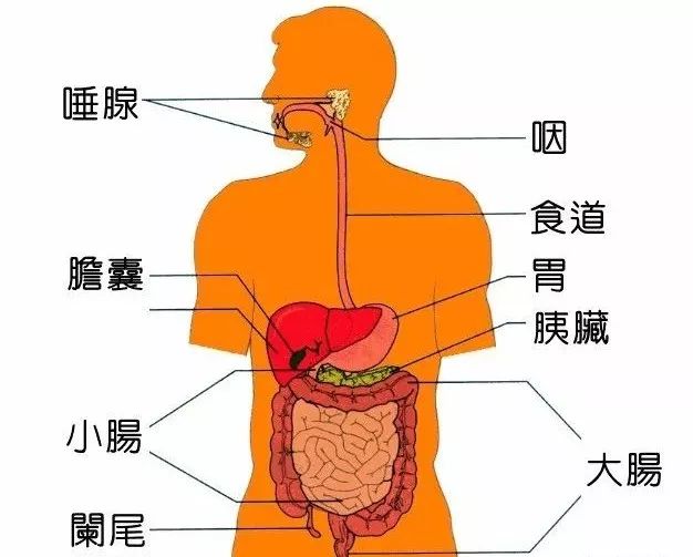 人口呼吸系统_呼吸系统(3)