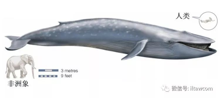 描写鲸鱼体重