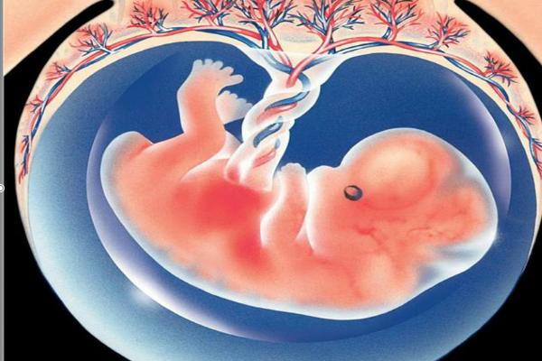 几个月胎儿有脐带 b4331e4585fe4bbcacc69a0c0c0d9137.jpeg