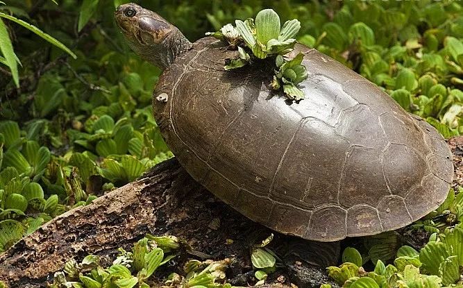 龟讯| 委内瑞拉境内草原侧颈龟的生物学与分布研究