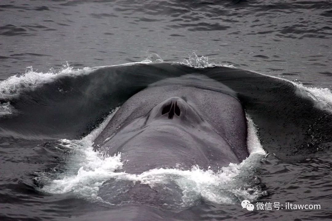 描写鲸鱼体重