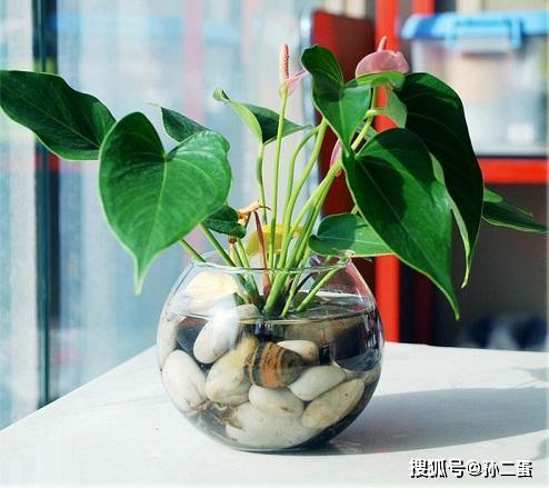 龟背竹水培多久可转土培 e2fd84e7043e409bae12e2fe5627c9da.jpeg